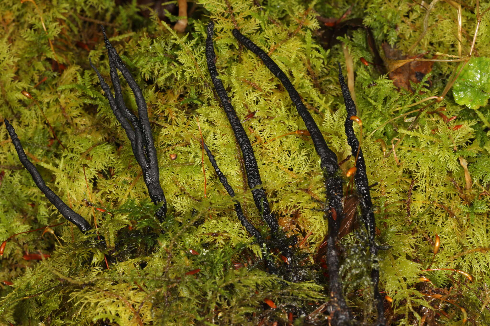 Image of Xylaria vasconica J. Fourn. & M. Stadler 2011