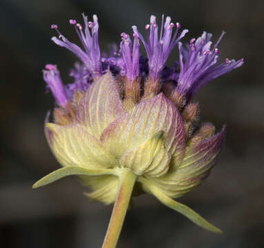 Imagem de Monardella linoides subsp. sierrae Elvin & A. C. Sanders