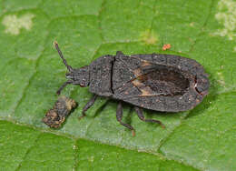 Image of Neuroctenus pseudonymus Bergroth 1898