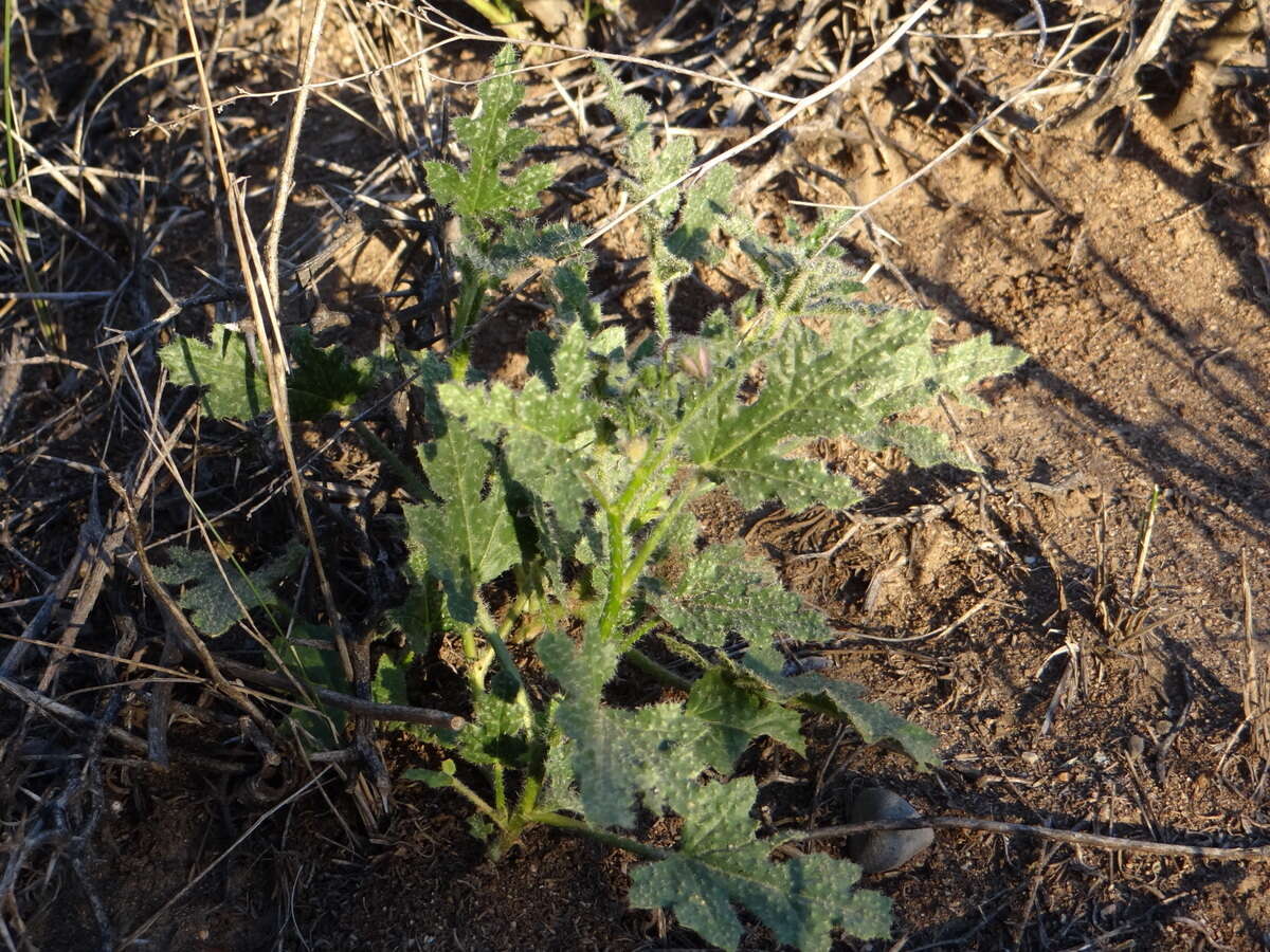 Plancia ëd Lecanophora heterophylla (Cav.) Krapov.