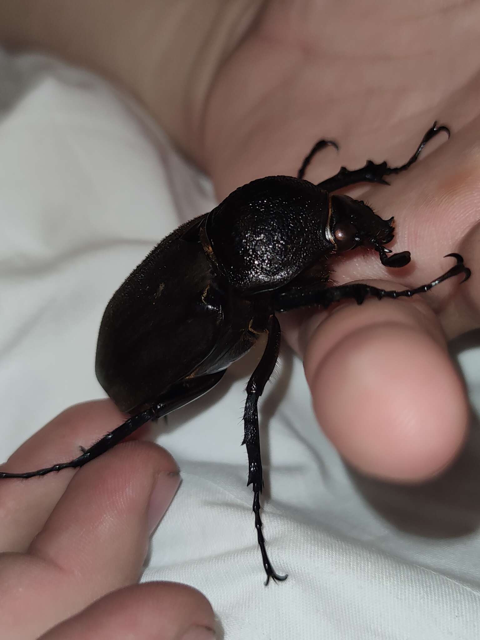 Image of Chalcosoma atlas mantetsu Nagai 2004