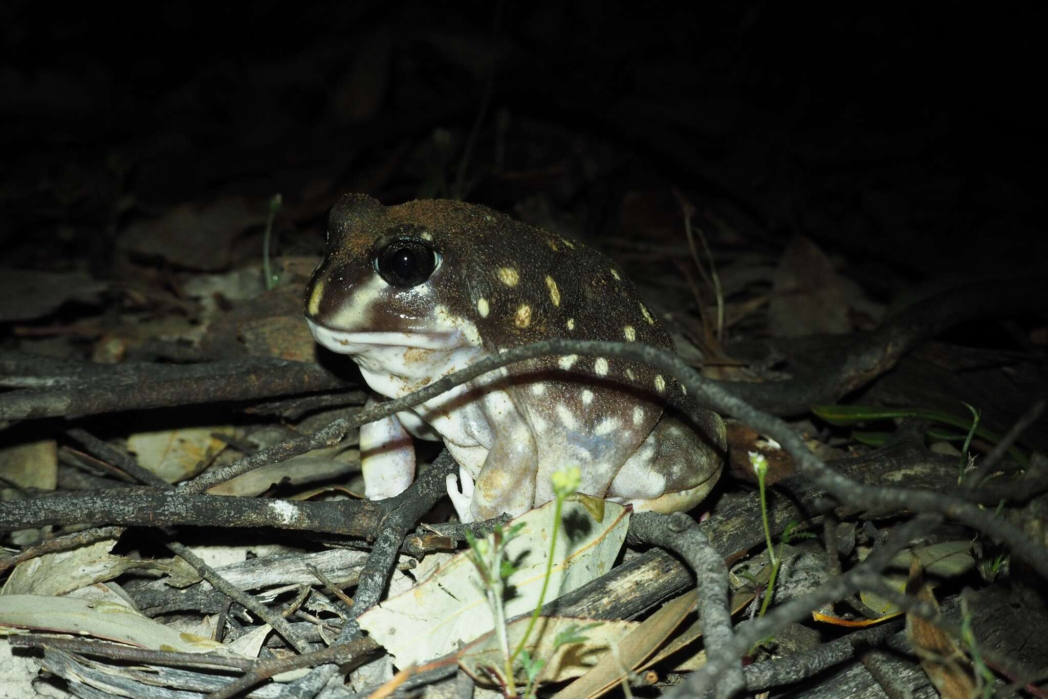 Image of Western Spotted Frog