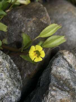 Erythranthe nepalensis (Benth.) G. L. Nesom resmi