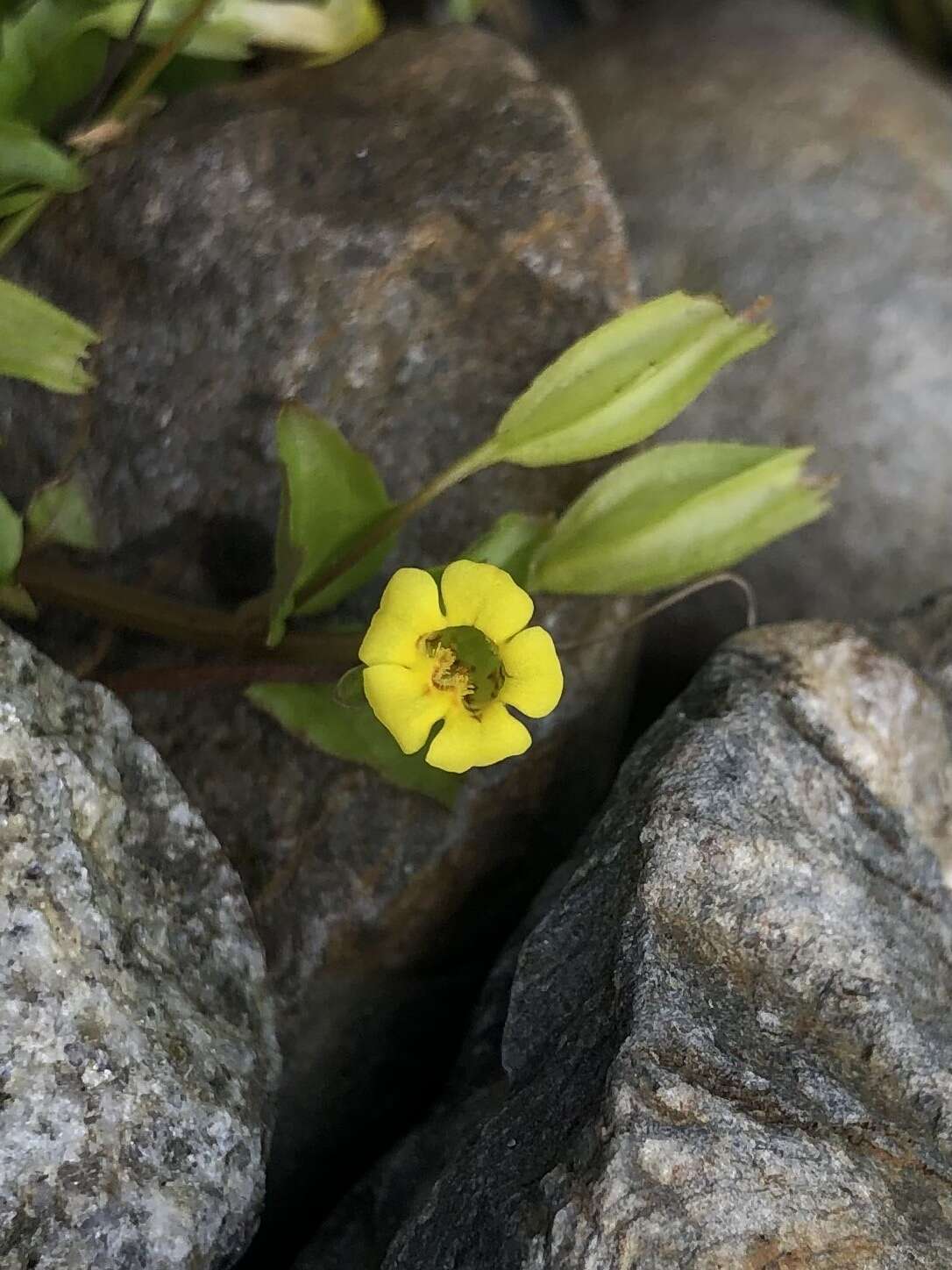 Erythranthe nepalensis (Benth.) G. L. Nesom resmi