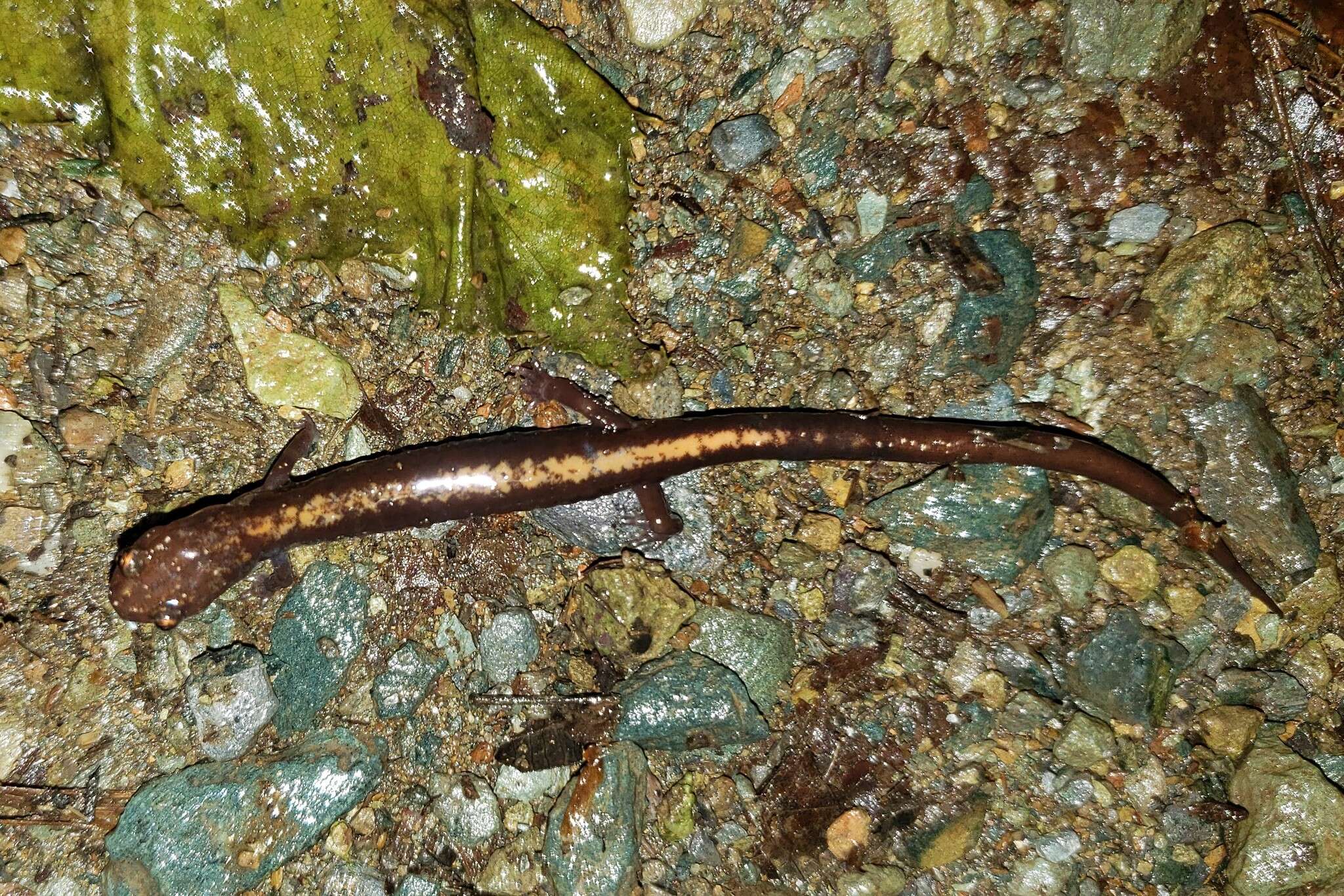 Image of Shenandoah Salamander
