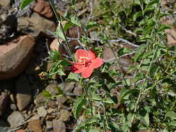 Image of Hibiscus elliottiae Harv.