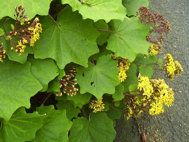 Image of velvet groundsel