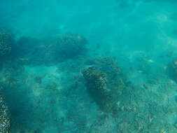 Image of Loosetooth parrotfish