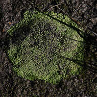 Image of Riccia multifida (Steph.) Steph.