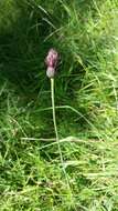 Image of Tuberous Thistle