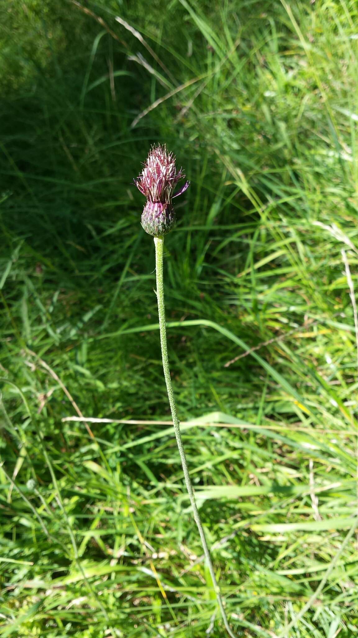 Image de Cirsium tuberosum (L.) All.