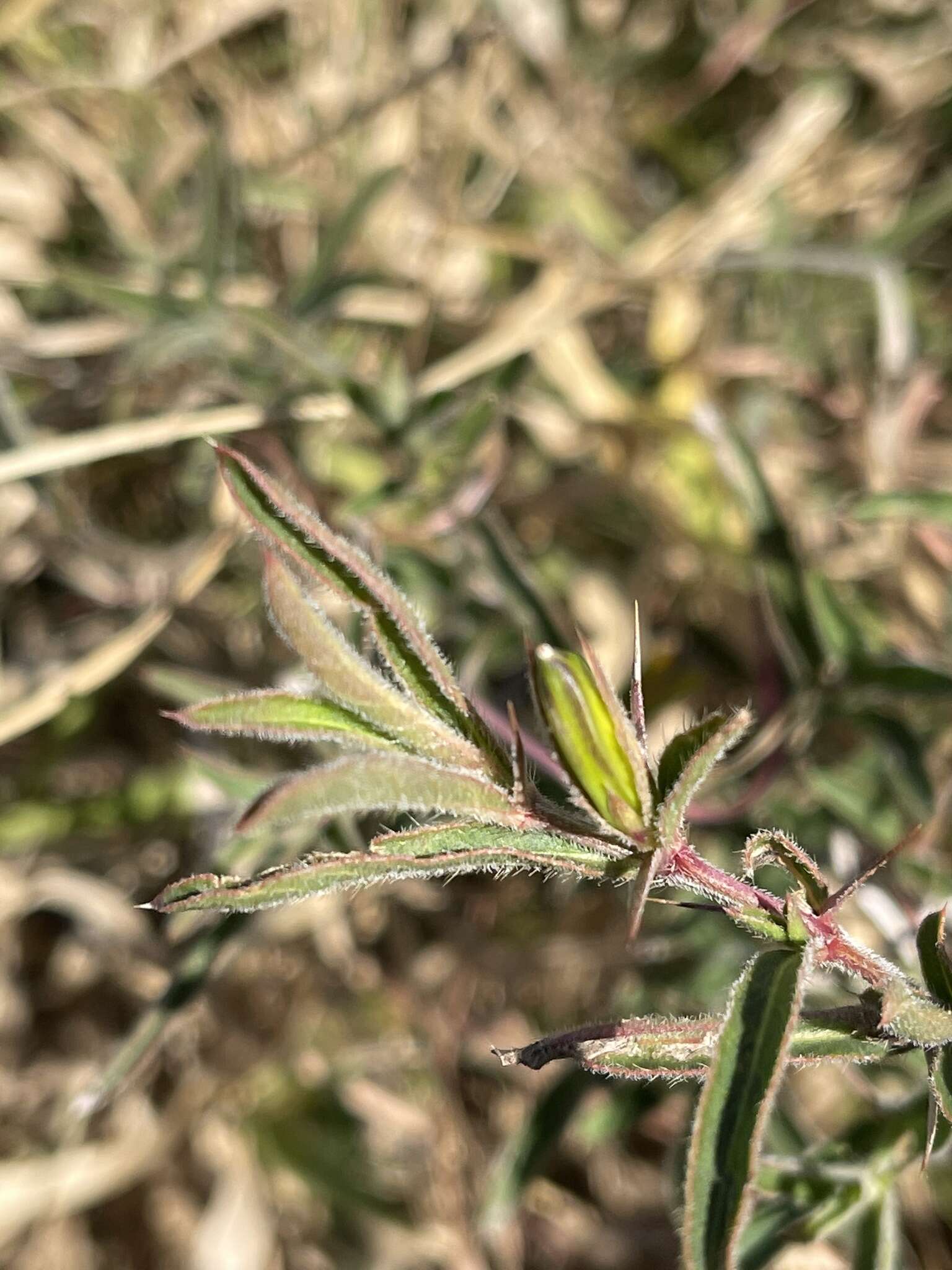 Image of Barleria oxyphylla Lindau