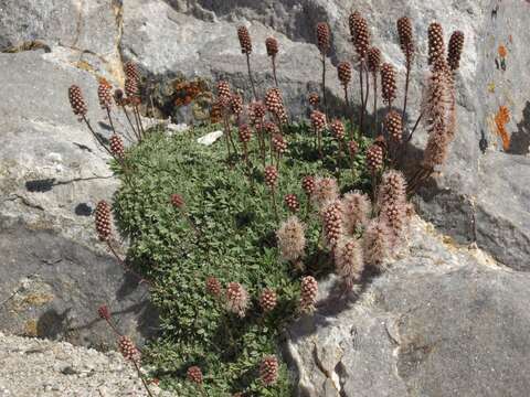 Image of Petrophytum caespitosum subsp. caespitosum