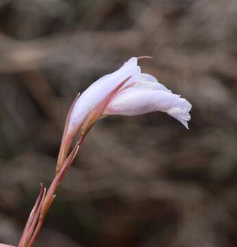 Image of Gladiolus vaginatus F. Bolus