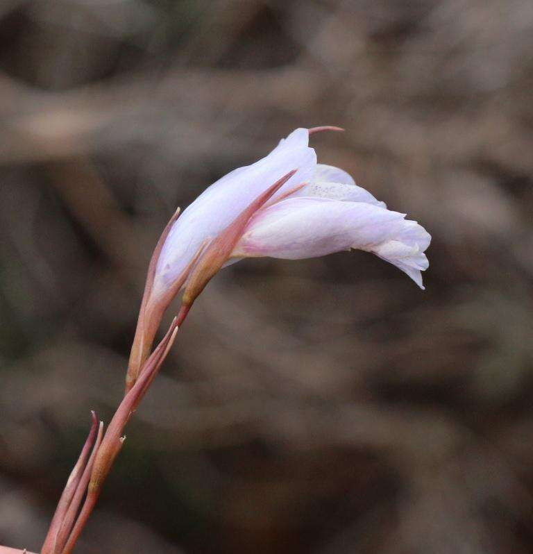 Imagem de Gladiolus vaginatus F. Bolus