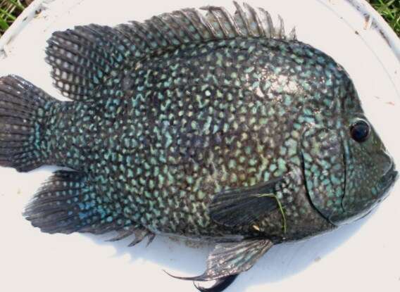 Image of Lowland cichlid