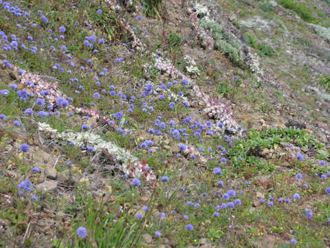 Image of bluehead gilia