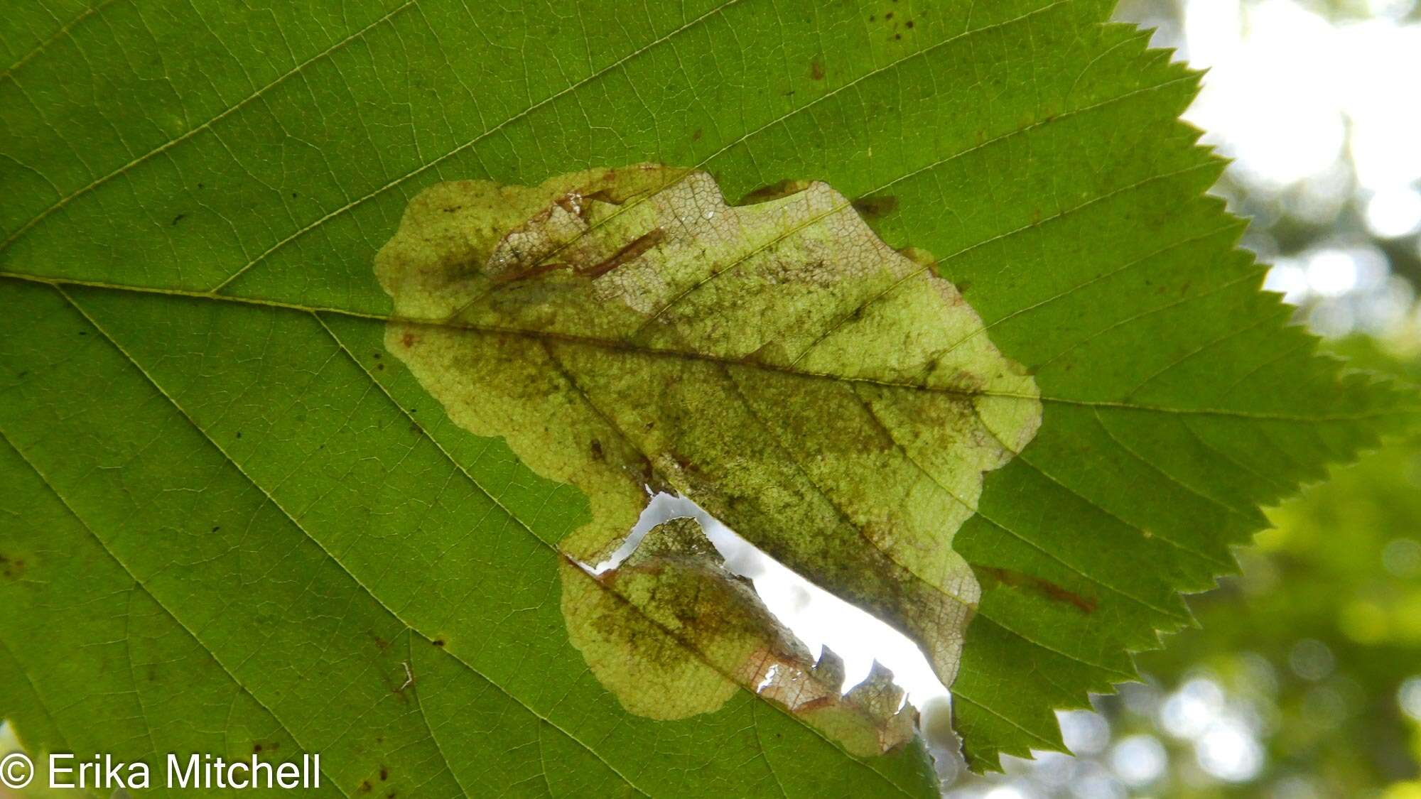 Image of Cameraria betulivora (Walsingham 1891)