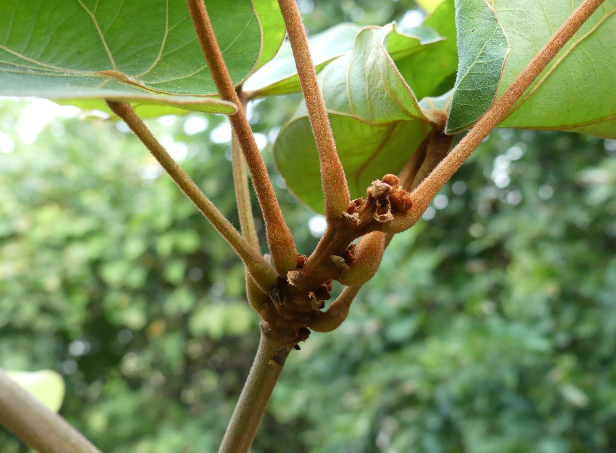 Image of Bauhinia vahlii Wight & Arn.