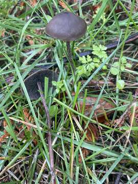 Слика од Panaeolus acuminatus Quél. 1874