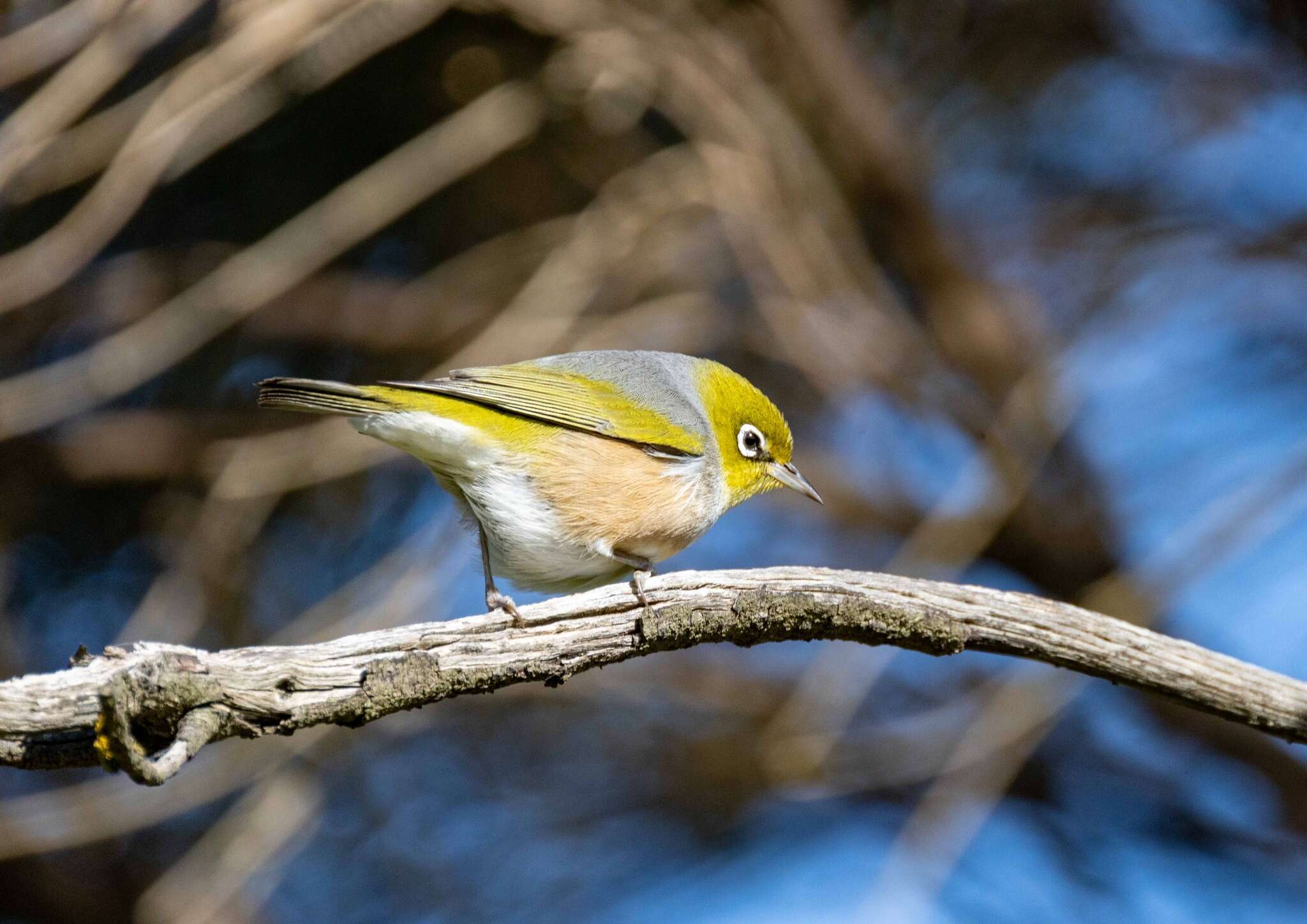 Zosterops lateralis westernensis (Quoy & Gaimard 1832) resmi