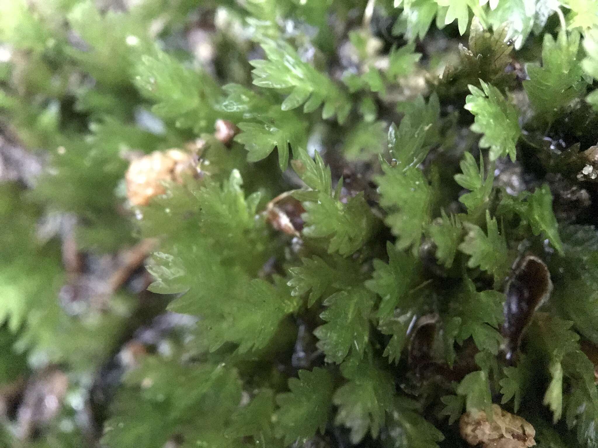 Image of fissidens moss