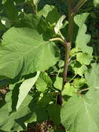 Image of Arctium ambiguum (Celak.) Nym.