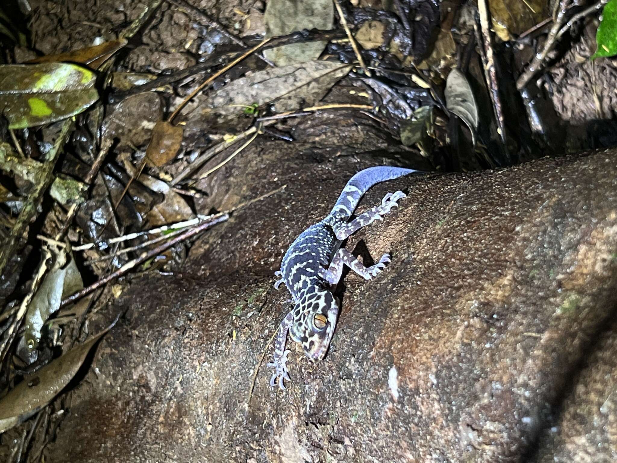 Image of Cyrtodactylus wayakonei Nguyen, Kingsada, Rösler, Auer & Ziegler 2010