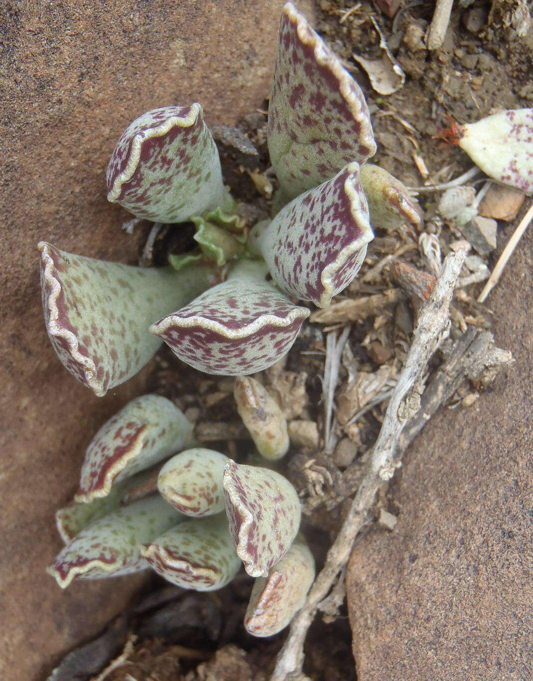 Image of Adromischus cooperi (Bak.) A. Berger