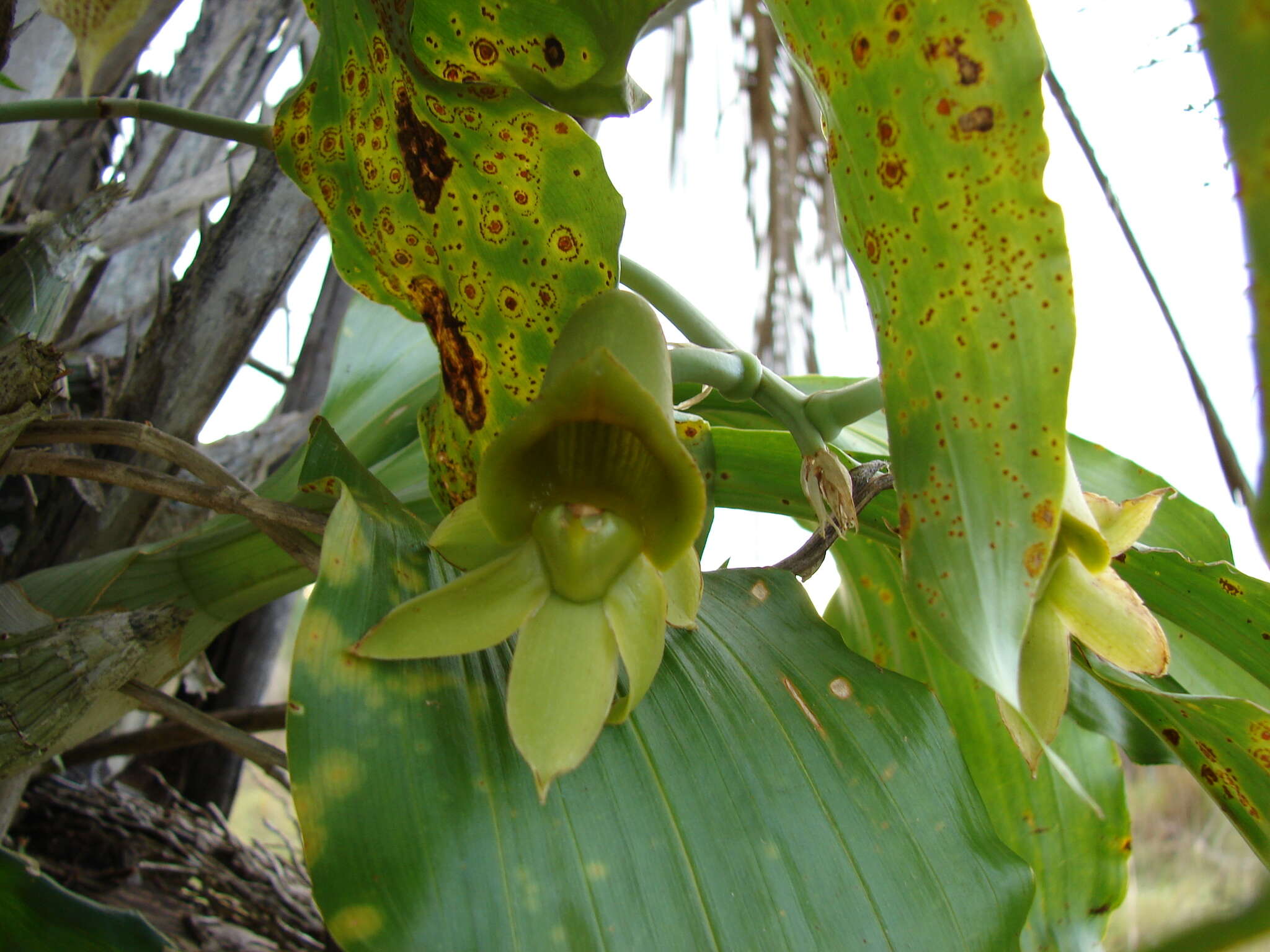 Image of Catasetum fimbriatum (C. Morren) Lindl.