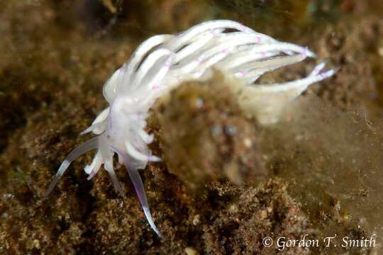 Image de Unidentia sandramillenae Korshunova, Martynov, Bakken, Evertsen, Fletcher, Mudianta, Saito, Lundin, Schrödl & Picton 2017