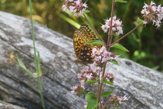 Image of Atlantis Fritillary