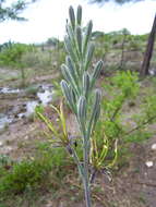 Plancia ëd Agave brunnea S. Watson