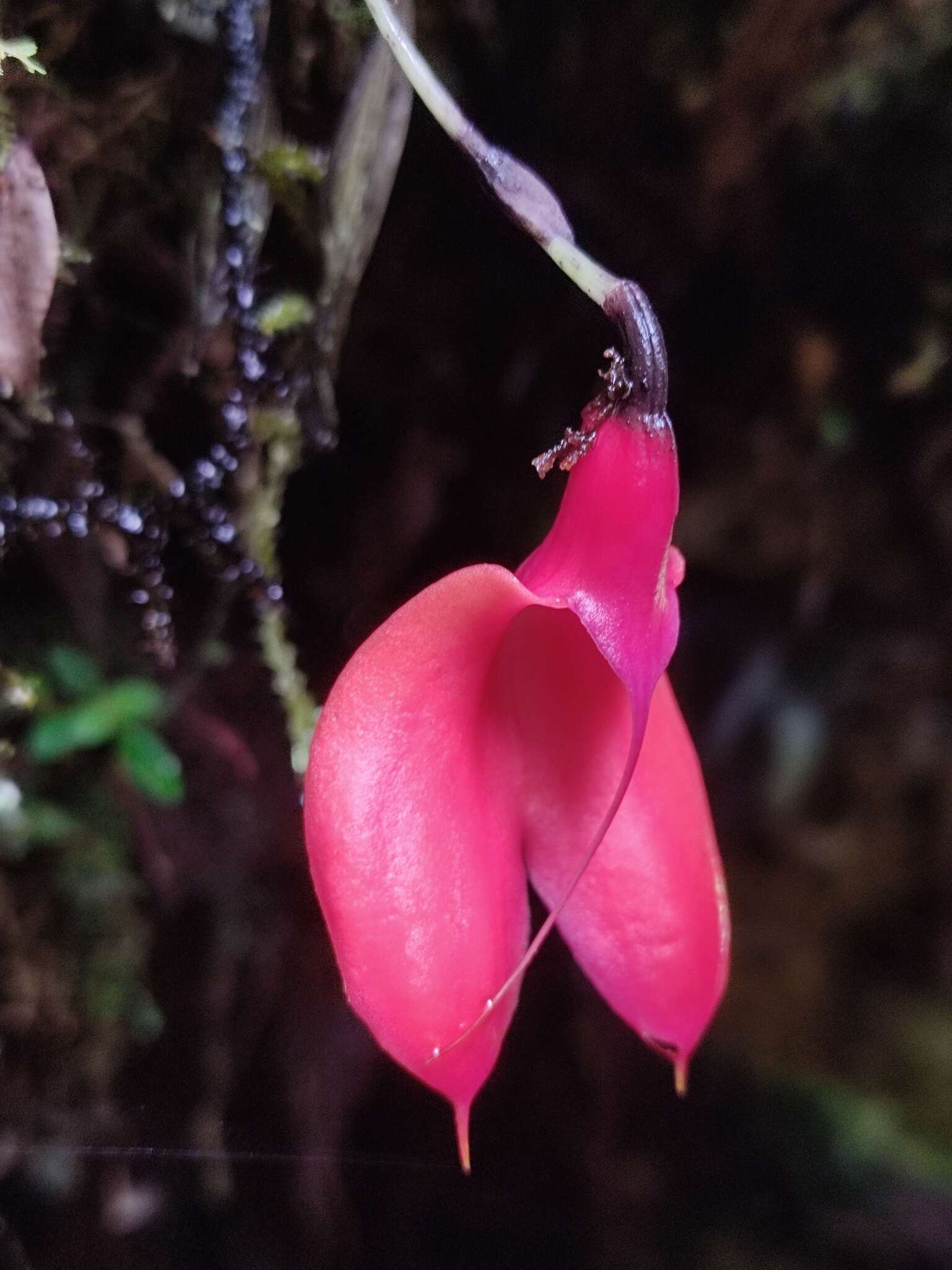 Image of Masdevallia deformis Kraenzl.