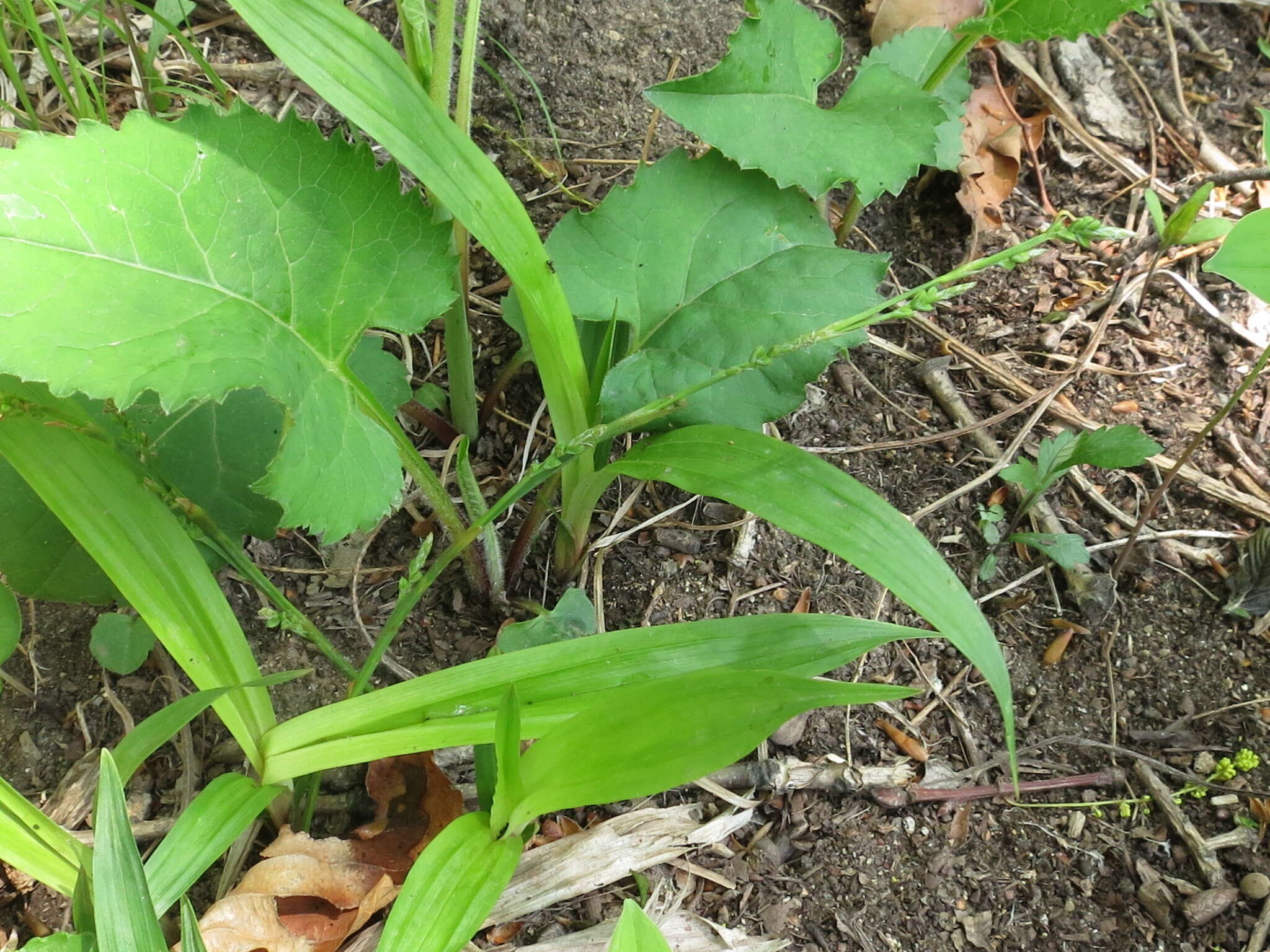 Image of Carex siderosticta Hance