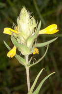 Image of Melampyrum carstiense (Ronn.) Fritsch