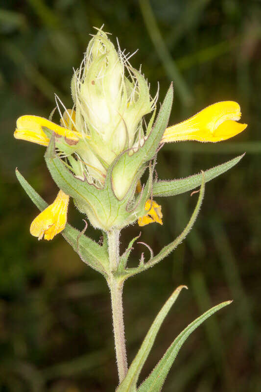 Image of Melampyrum carstiense (Ronn.) Fritsch