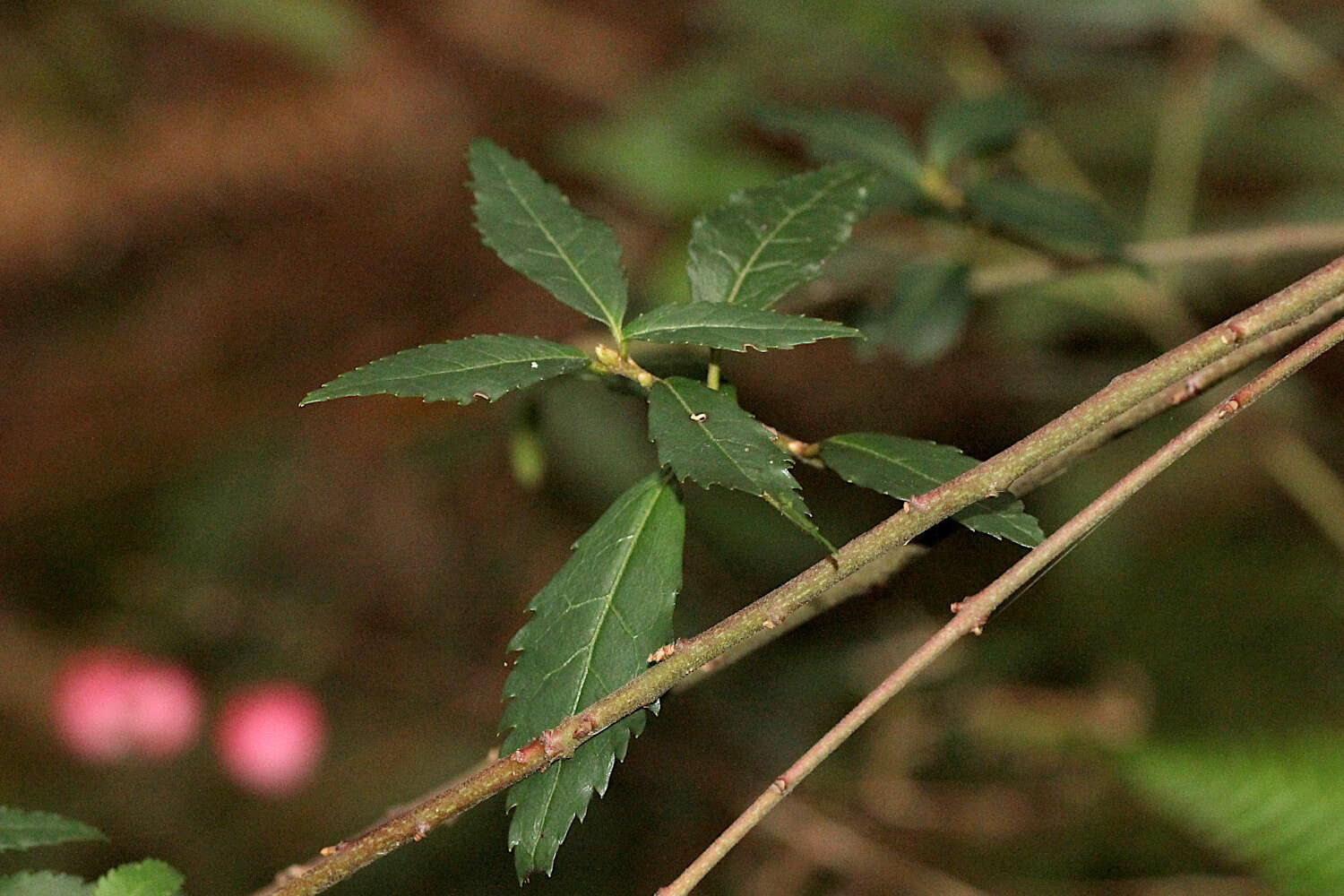 Image of Aristotelia peduncularis (Labill.) J. D. Hook.