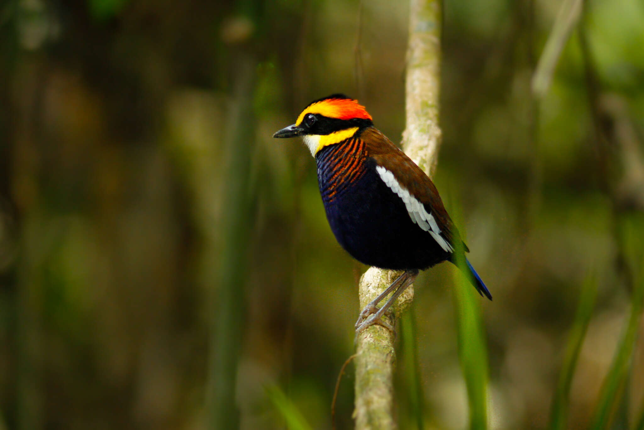 Image of Malayan Banded Pitta