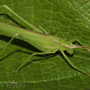 Image of Hyperophora brasiliensis Brunner von Wattenwyl 1878