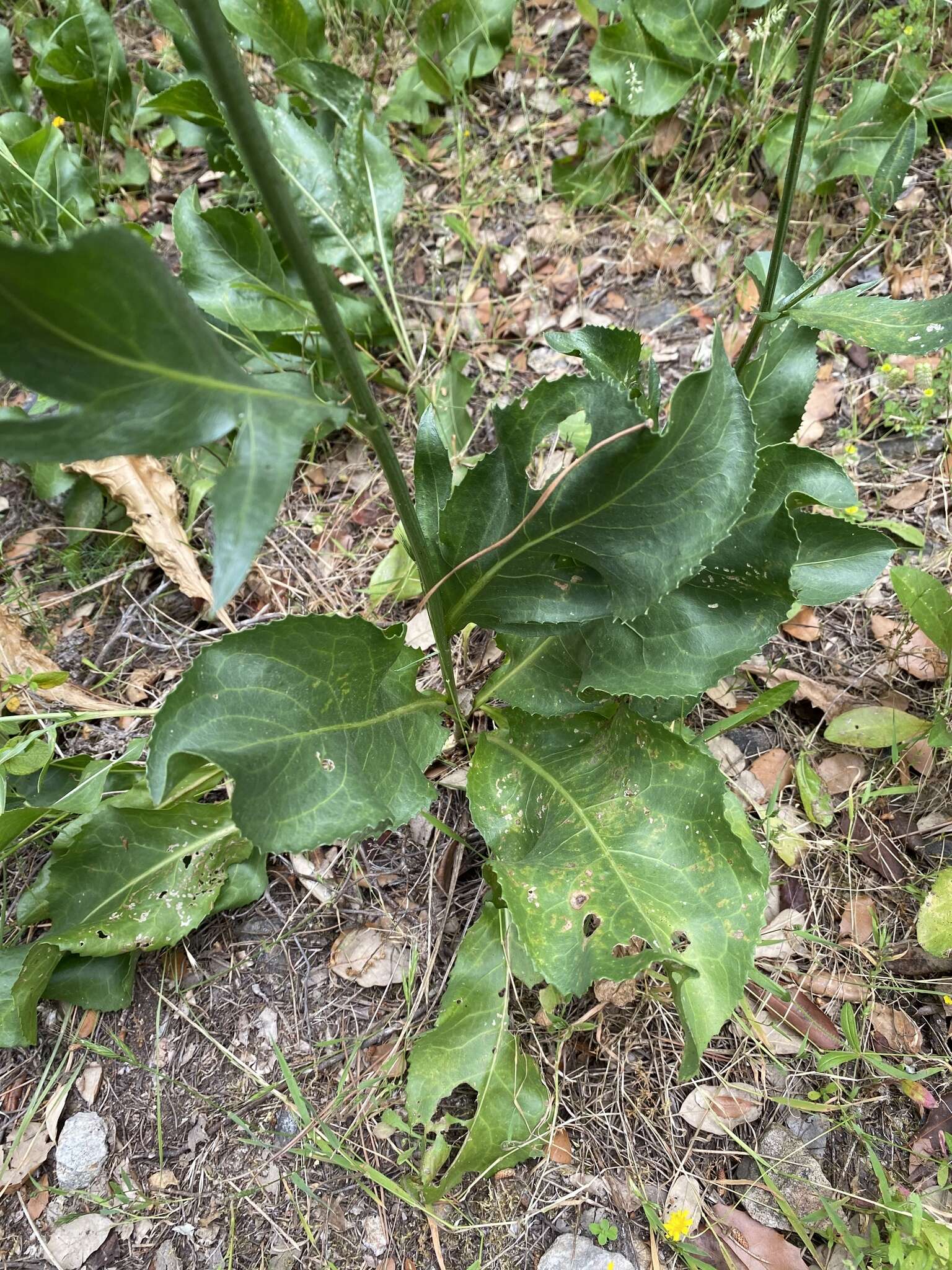 Sivun Rhaponticoides africana (Lam.) M. V. Agab. & Greuter kuva