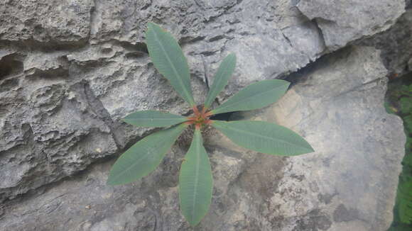 Imagem de Euphorbia pachypodioides Boiteau