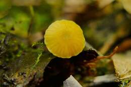 Image of Hygrocybe parvula (Peck) Murrill 1916