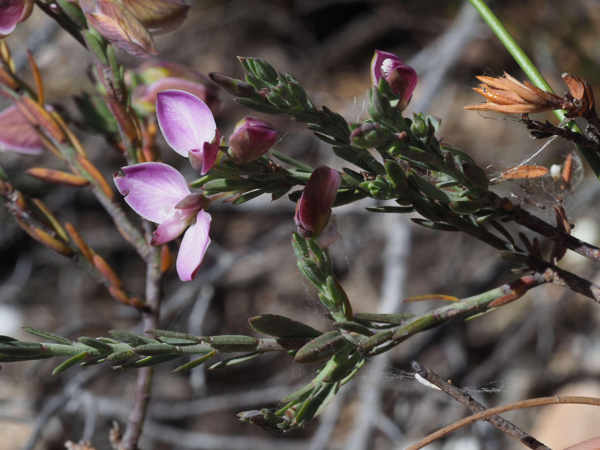 صورة Polygala microlopha var. microlopha