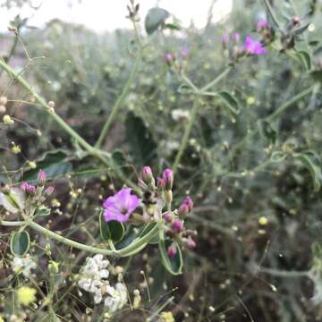 Слика од Acleisanthes chenopodioides (A. Gray) R. A. Levin