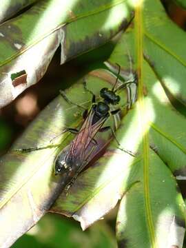 Image of Isodontia diodon (Kohl 1890)