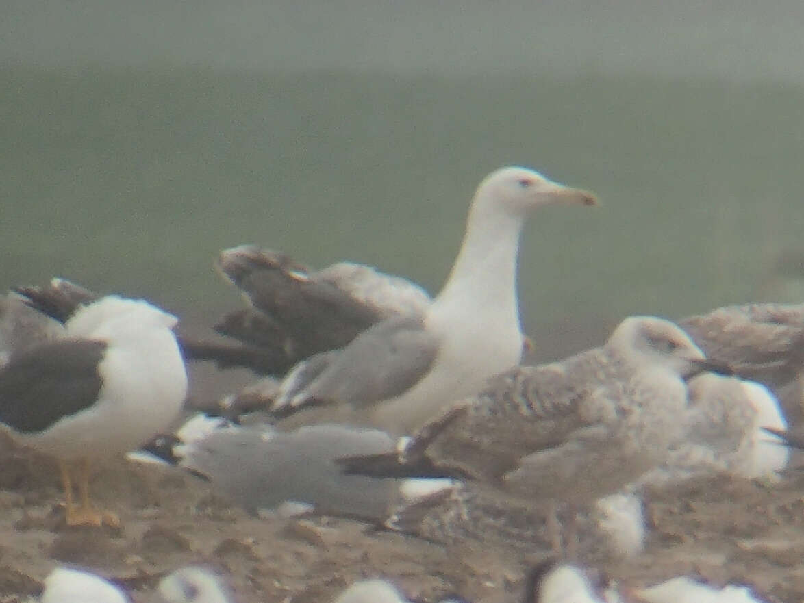 Image of Caspian Gull