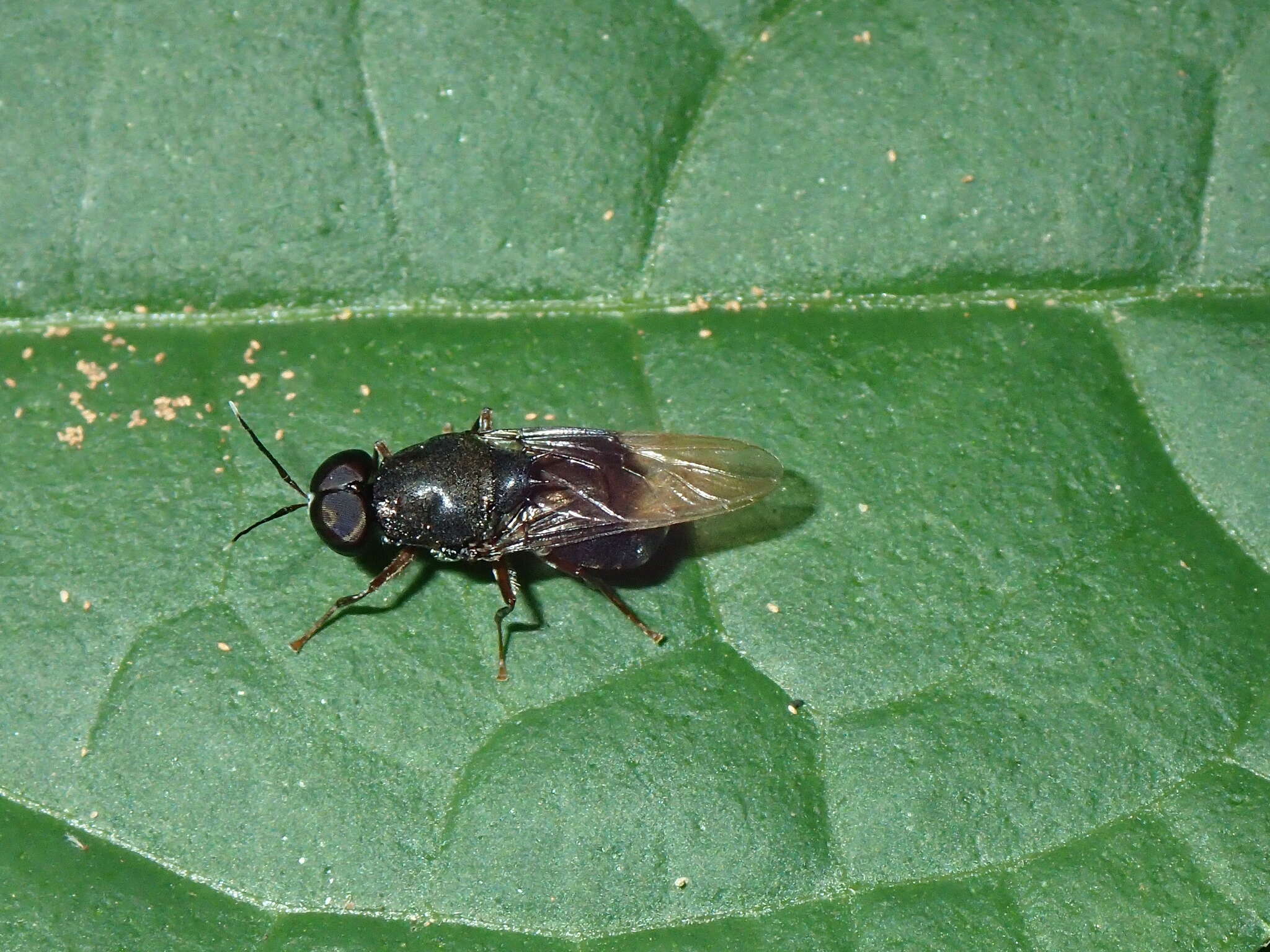 Image of Isomerocera quadrilineata (Fabricius 1787)