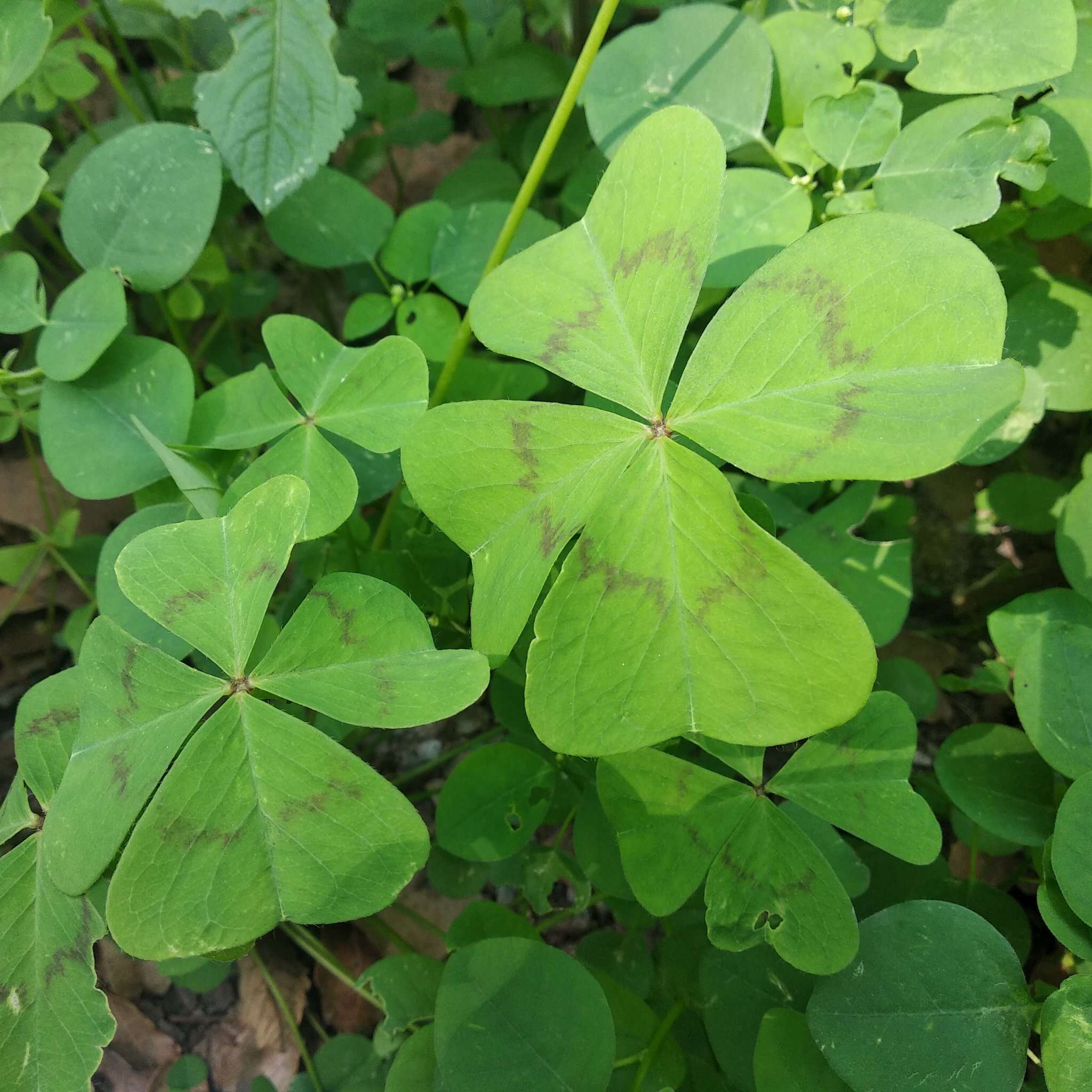 Image of Four-leaved Sorrel