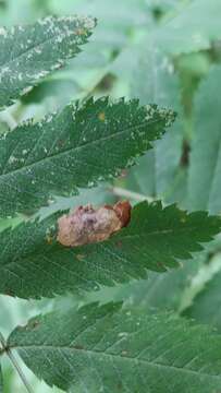 Image of Stigmella sorbi (Stainton 1861) Fletcher et al. 1945